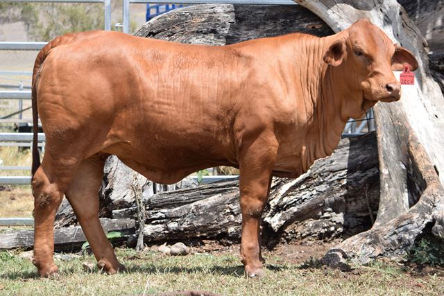 Bryvonlea Fancy Sulia